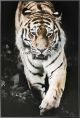 Siberian Tiger - Framed Glass Print - 800x1200 - 10055